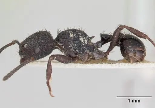Pogonomyrmex schmitti - CASENT0173356