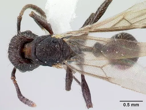 Pogonomyrmex schmitti - CASENT0217246
