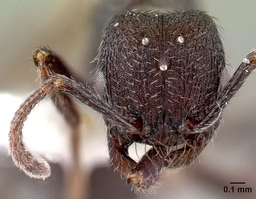 Pogonomyrmex schmitti - CASENT0217246