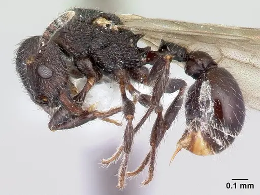 Pogonomyrmex schmitti - CASENT0217246