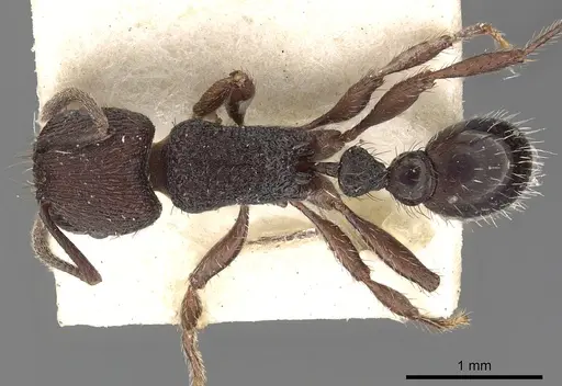 Pogonomyrmex schmitti - CASENT0900391