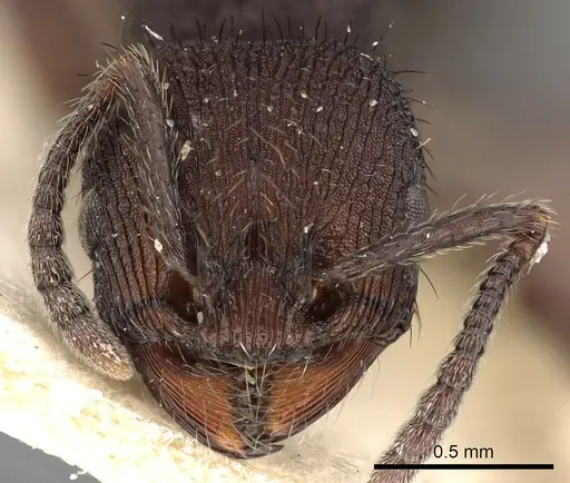 Pogonomyrmex schmitti - CASENT0900391