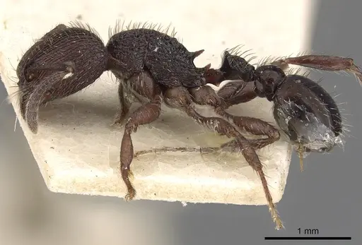 Pogonomyrmex schmitti - CASENT0900391