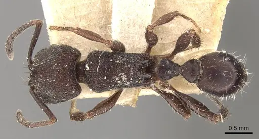 Pogonomyrmex schmitti - CASENT0907674