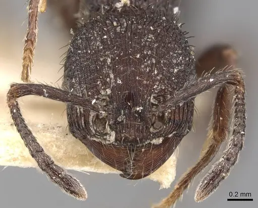 Pogonomyrmex schmitti - CASENT0907674