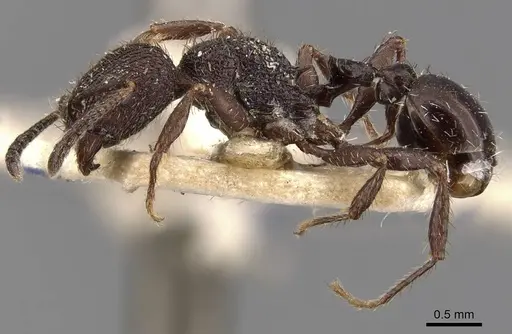 Pogonomyrmex schmitti - CASENT0907674