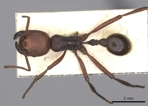 Pogonomyrmex serpens specimen