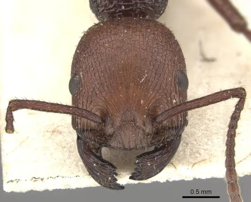 Pogonomyrmex serpens specimen
