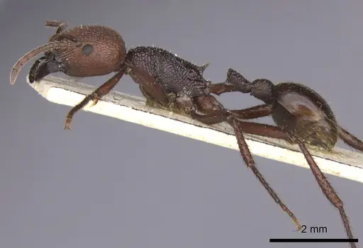 Pogonomyrmex serpens specimen