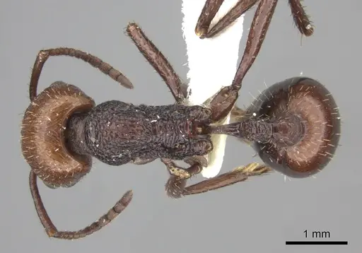 Pogonomyrmex serpens - CASENT0235270