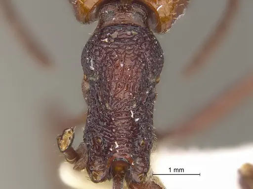 Pogonomyrmex serpens - CASENT0235270