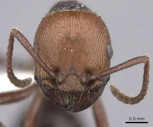 Pogonomyrmex serpens - CASENT0235270