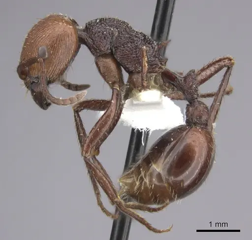 Pogonomyrmex serpens - CASENT0235270