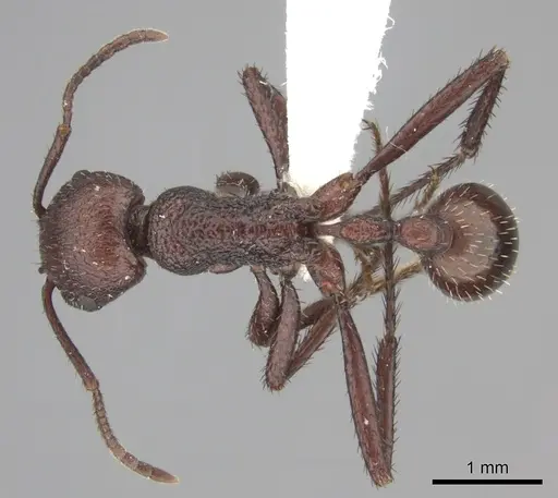 Pogonomyrmex serpens - CASENT0235271