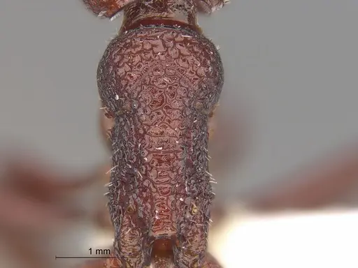 Pogonomyrmex serpens - CASENT0235271