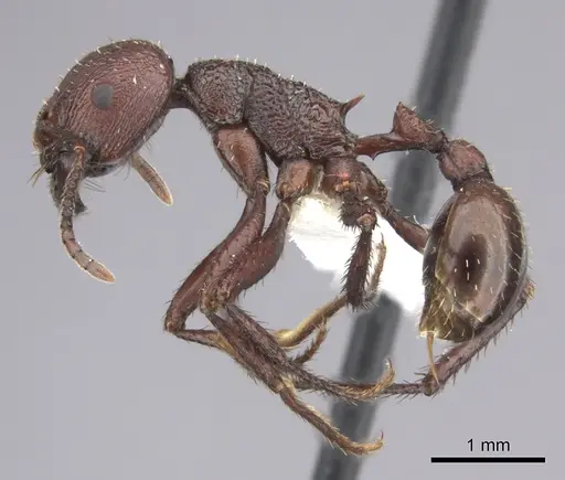 Pogonomyrmex serpens - CASENT0235271