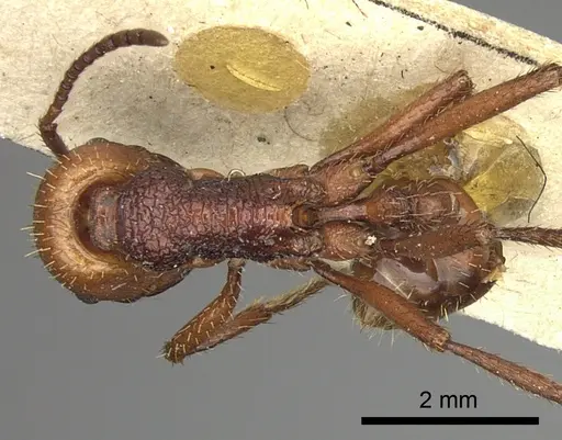 Pogonomyrmex serpens - CASENT0249054