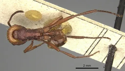 Pogonomyrmex serpens - CASENT0249054