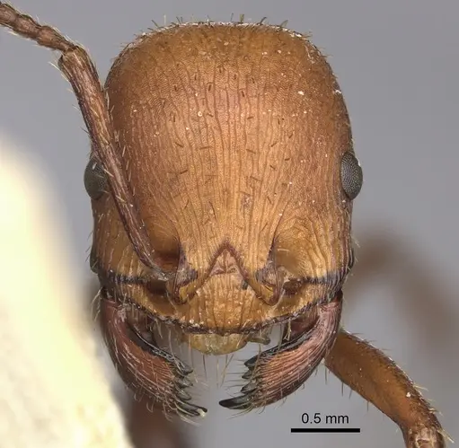 Pogonomyrmex serpens - CASENT0249054