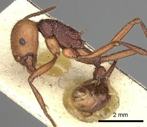 Pogonomyrmex serpens - CASENT0249054