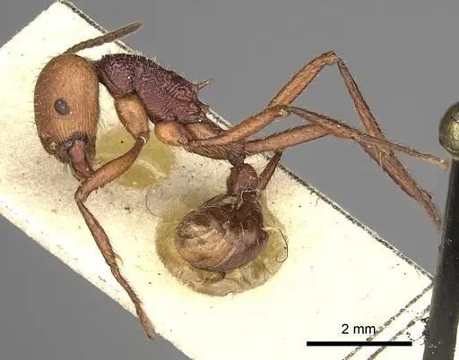 Pogonomyrmex serpens - CASENT0249054