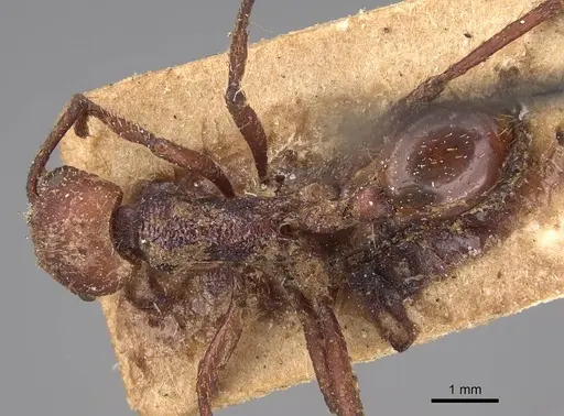 Pogonomyrmex serpens - CASENT0914376