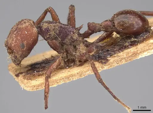 Pogonomyrmex serpens - CASENT0914376