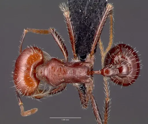 Pogonomyrmex snellingi specimen
