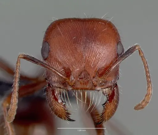 Pogonomyrmex snellingi specimen