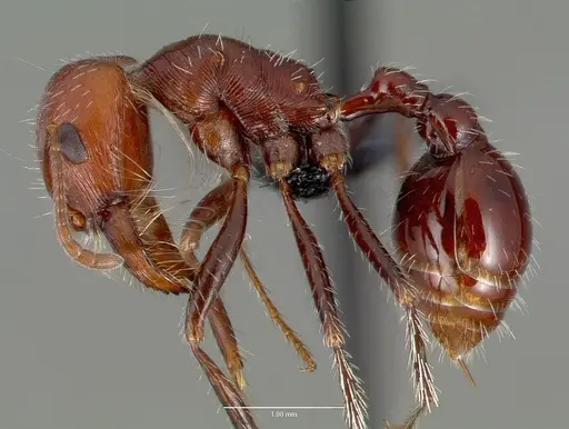 Pogonomyrmex snellingi specimen