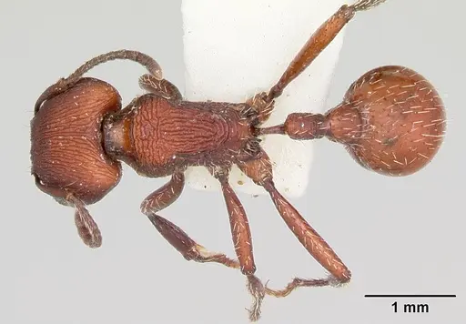 Pogonomyrmex spinolae specimen