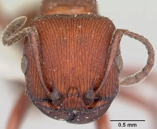 Pogonomyrmex spinolae specimen