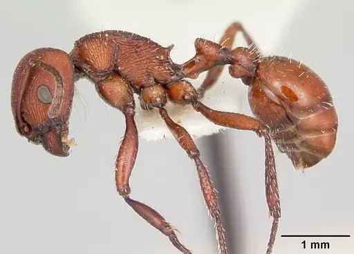 Pogonomyrmex spinolae specimen