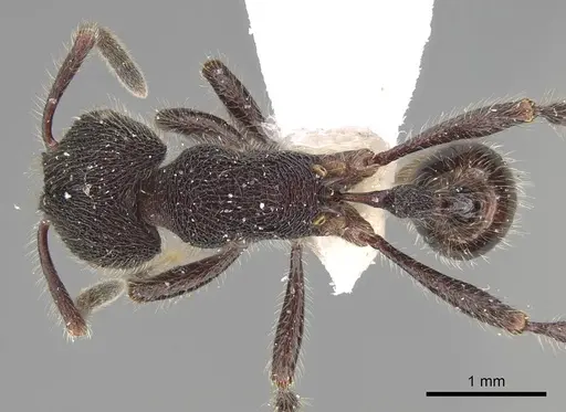 Pogonomyrmex stefani specimen