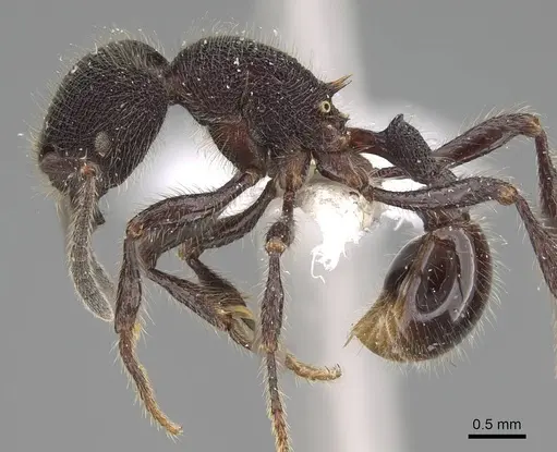 Pogonomyrmex stefani specimen