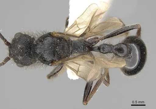 Pogonomyrmex stefani - CASENT0914136