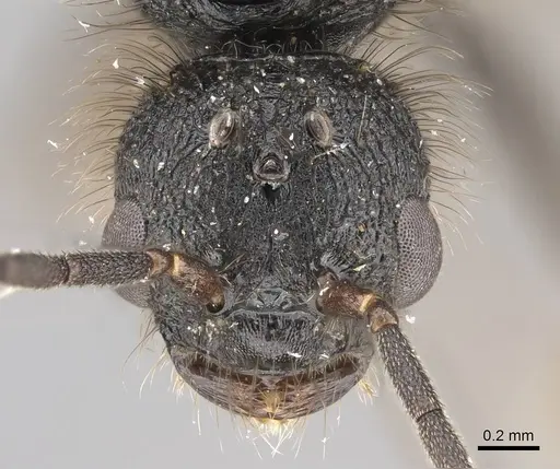 Pogonomyrmex stefani - CASENT0914136