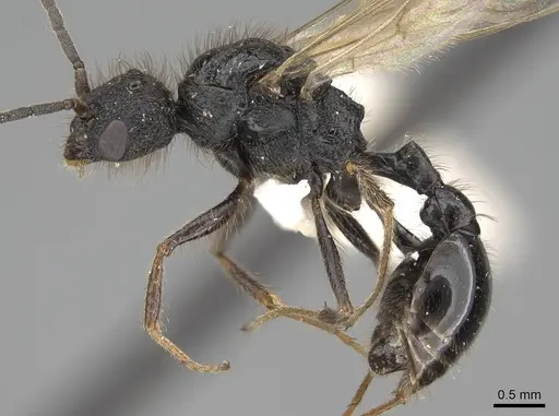 Pogonomyrmex stefani - CASENT0914136