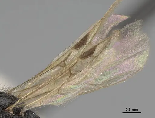 Pogonomyrmex stefani - CASENT0914136