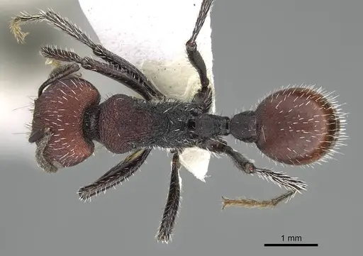Pogonomyrmex strioligaster specimen