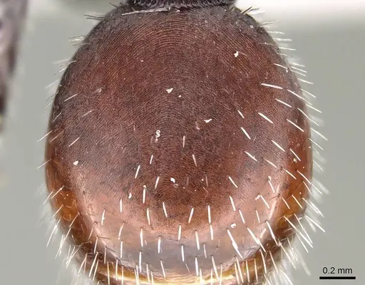 Pogonomyrmex strioligaster specimen