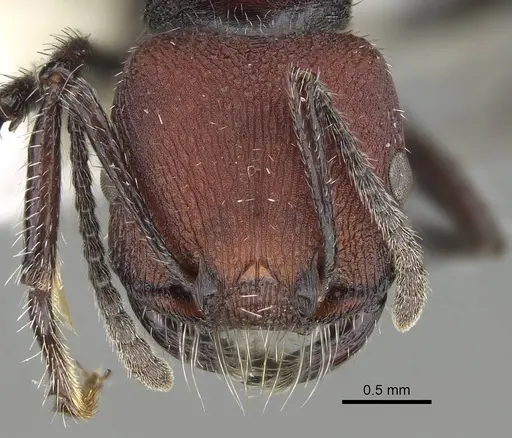 Pogonomyrmex strioligaster specimen