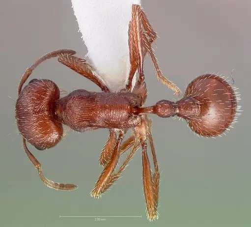 Pogonomyrmex subdentatus specimen