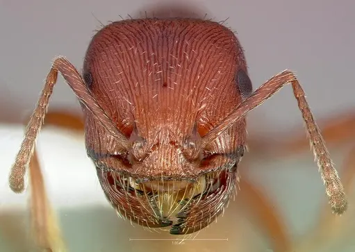 Pogonomyrmex subdentatus specimen