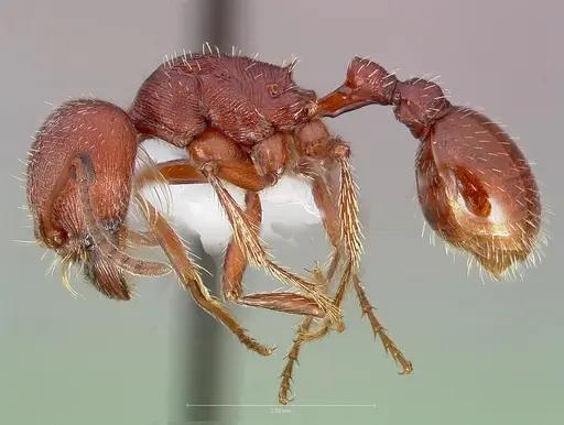 Pogonomyrmex subdentatus specimen