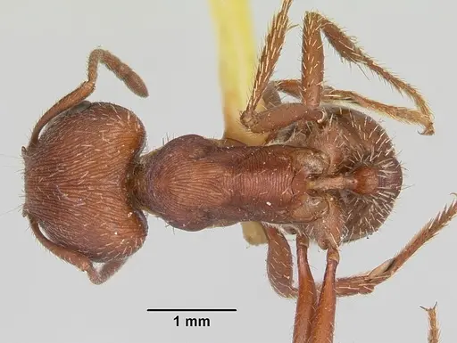 Pogonomyrmex subdentatus - CASENT0103127