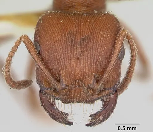 Pogonomyrmex subdentatus - CASENT0103127