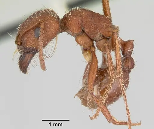Pogonomyrmex subdentatus - CASENT0103127