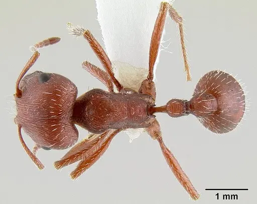 Pogonomyrmex subdentatus - CASENT0106024