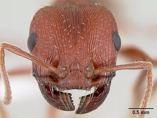 Pogonomyrmex subdentatus - CASENT0106024